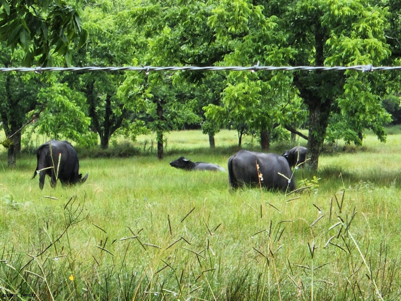 Chácara, 365 hectares - Foto 6