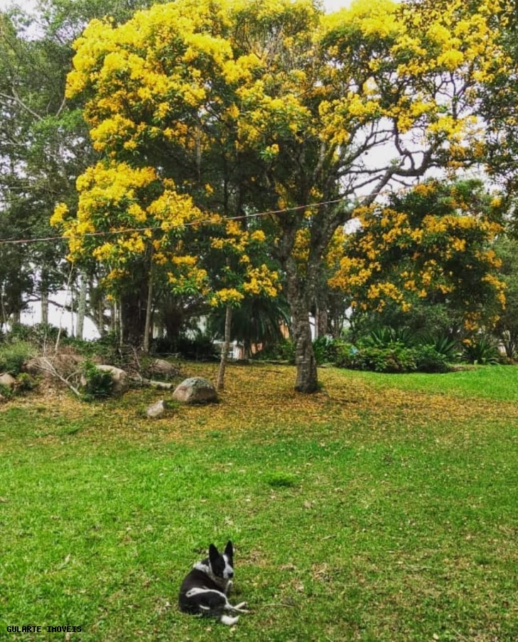 Chácara, 365 hectares - Foto 9