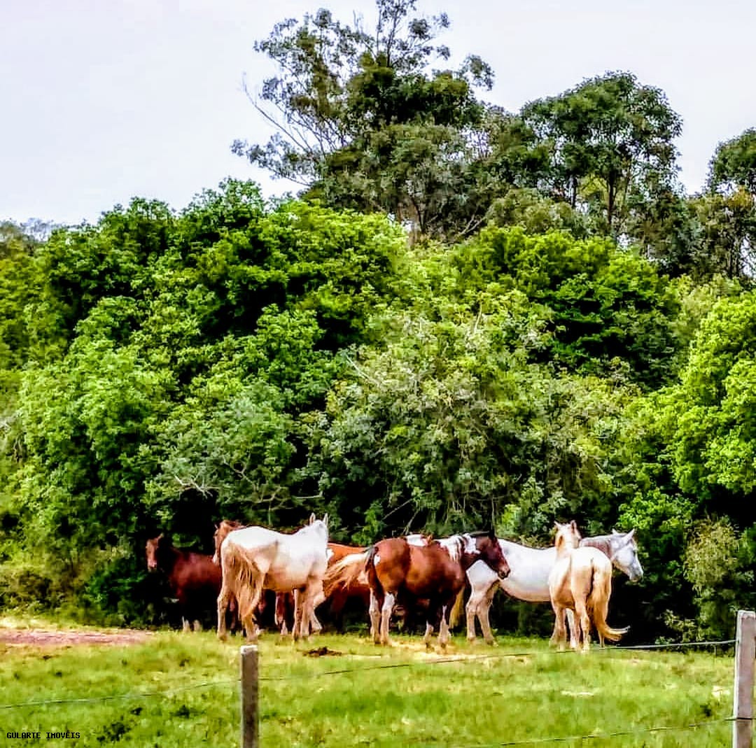 Chácara, 365 hectares - Foto 12
