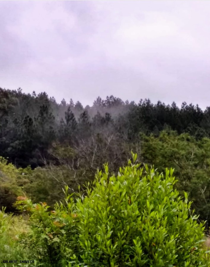 Chácara, 365 hectares - Foto 13