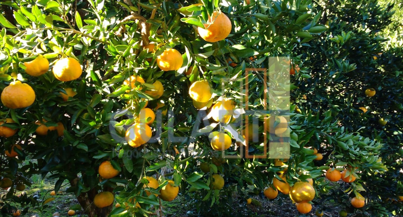 Chácara, 7300 m² - Foto 22