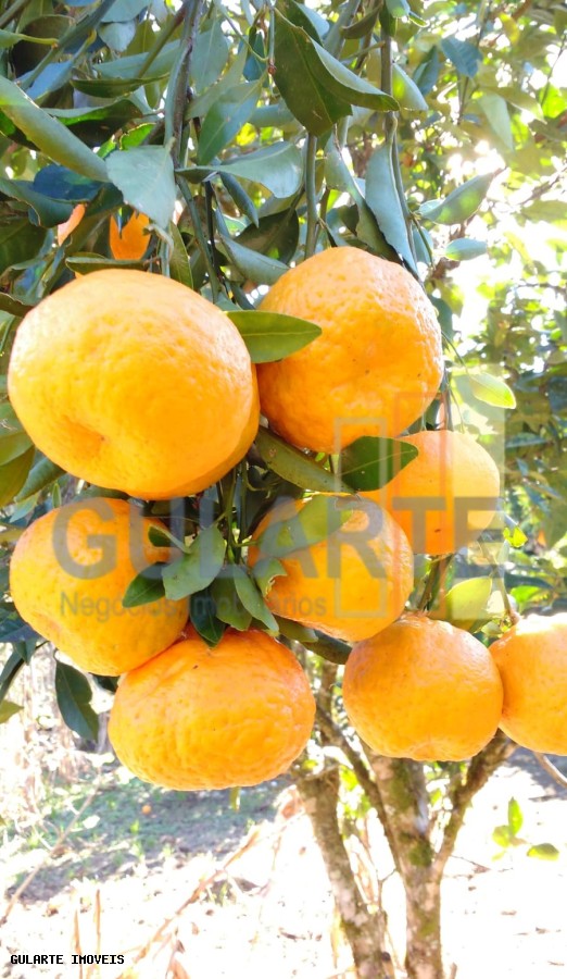 Chácara, 7300 m² - Foto 24