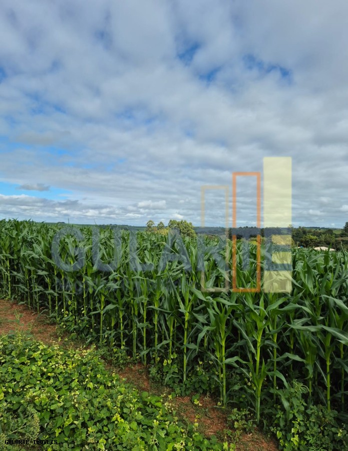 Fazenda, 293 hectares - Foto 14