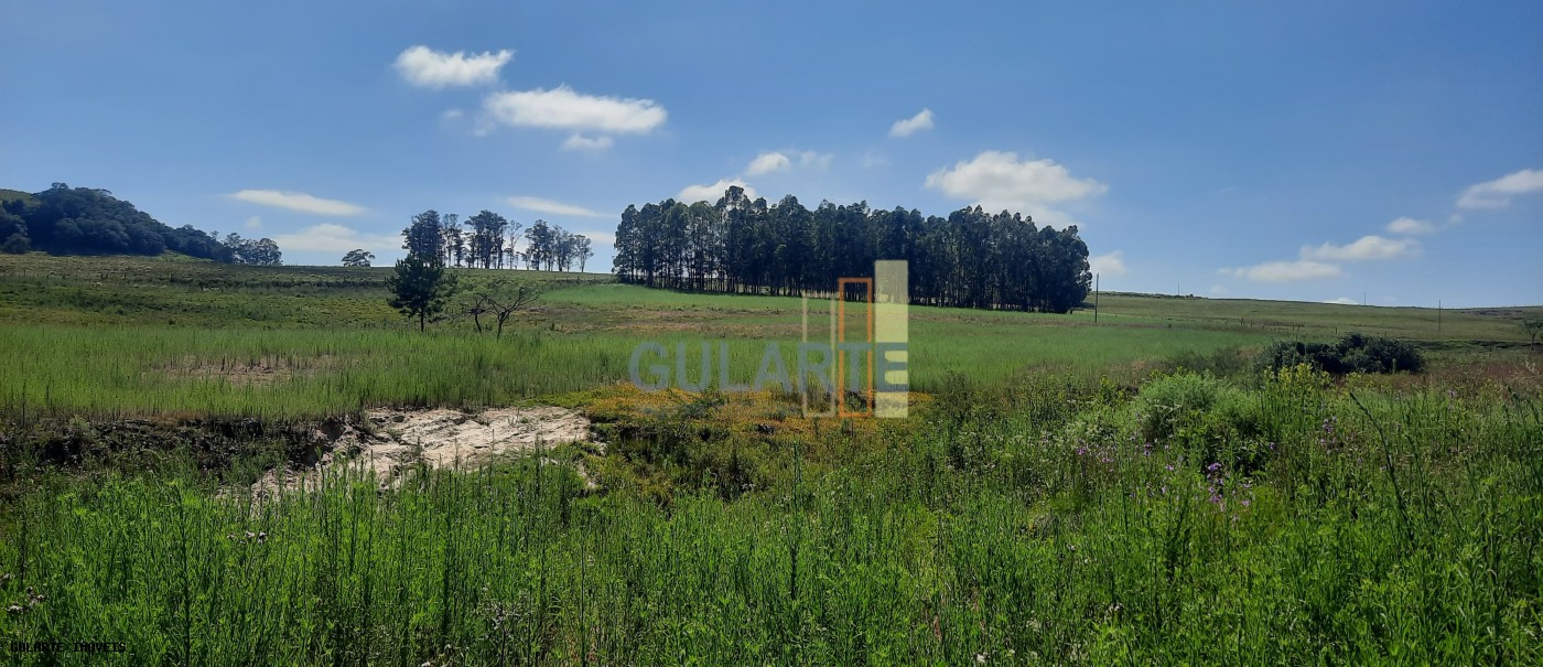 Chácara, 7 hectares - Foto 4