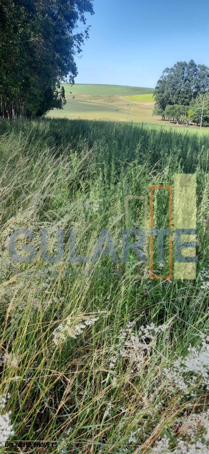 Chácara, 7 hectares - Foto 41