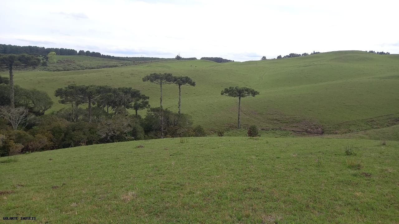 Terreno, 12 hectares - Foto 4
