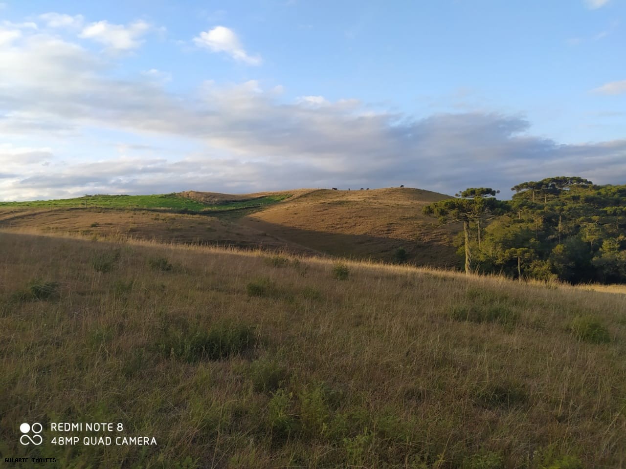 Terreno, 12 hectares - Foto 7