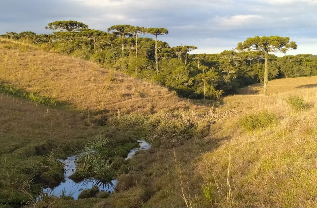 Terreno, 12 hectares - Foto 9