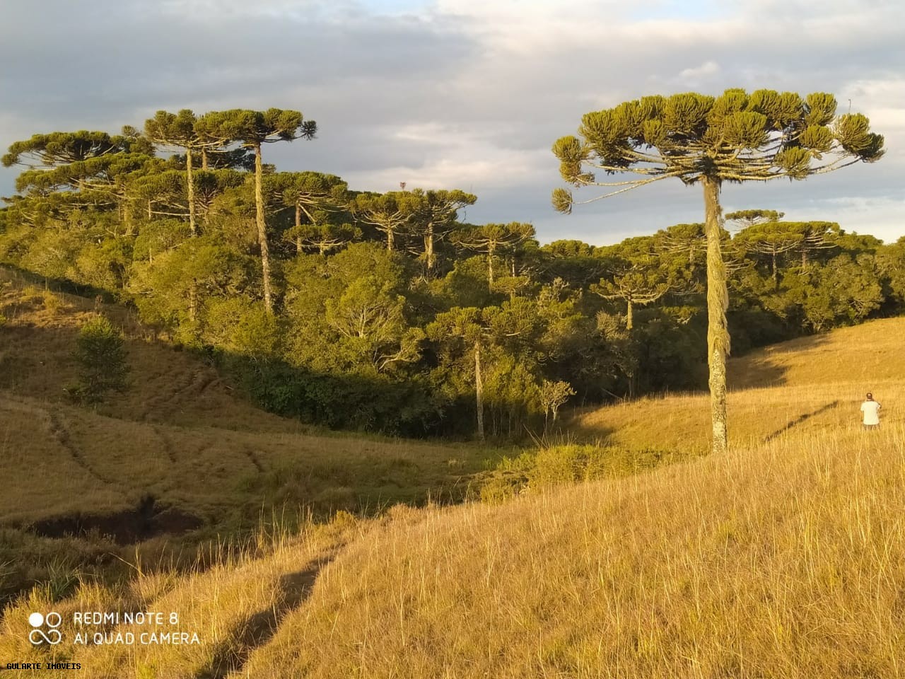 Terreno, 12 hectares - Foto 8
