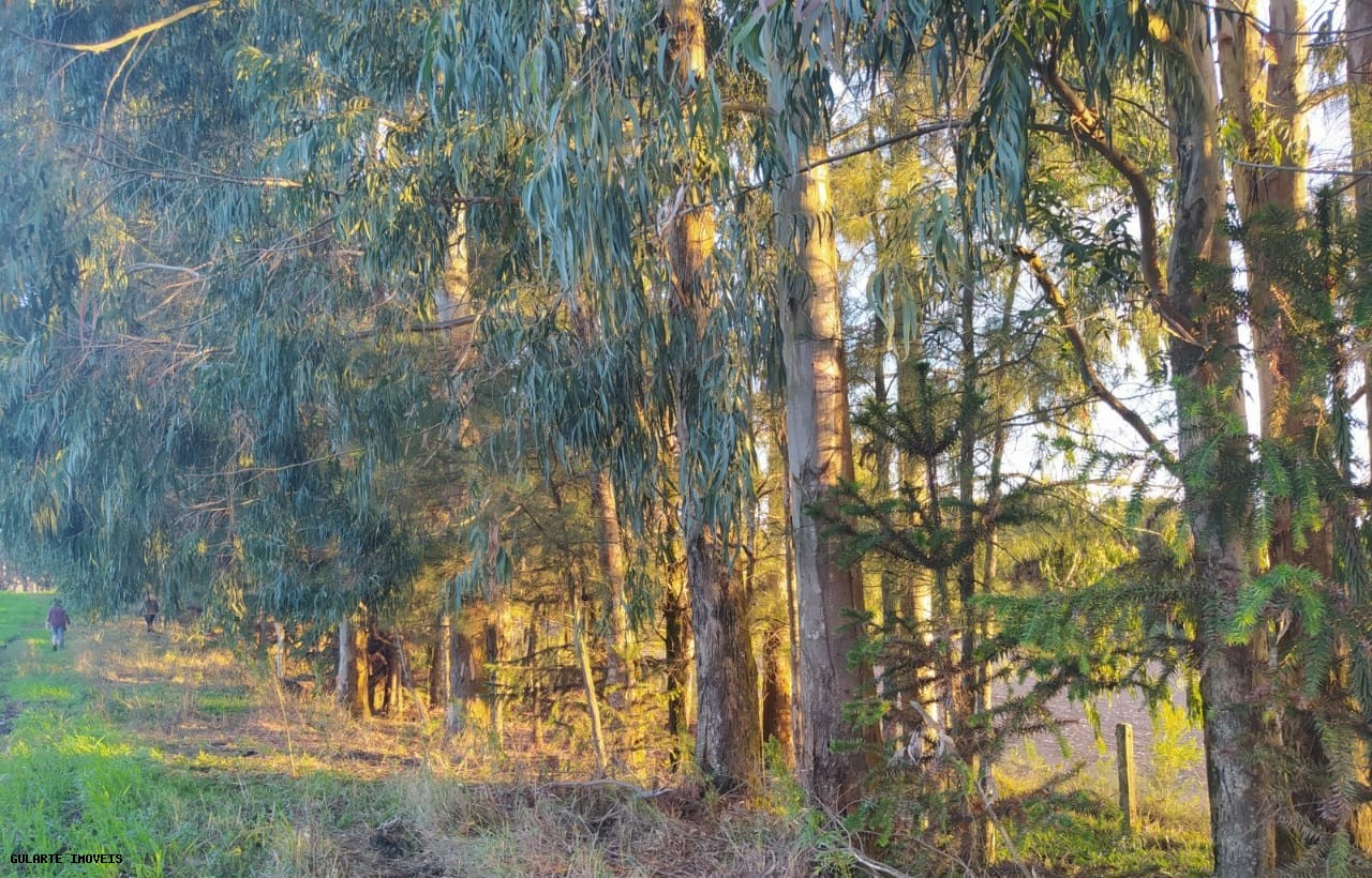 Terreno, 12 hectares - Foto 16