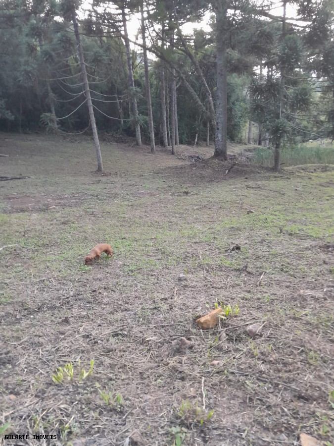 Terreno, 14 hectares - Foto 15