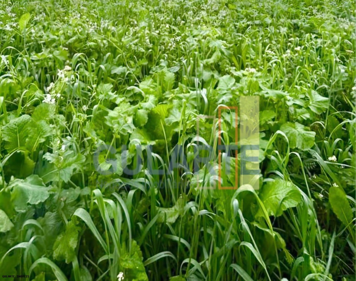 Chácara, 692 hectares - Foto 14