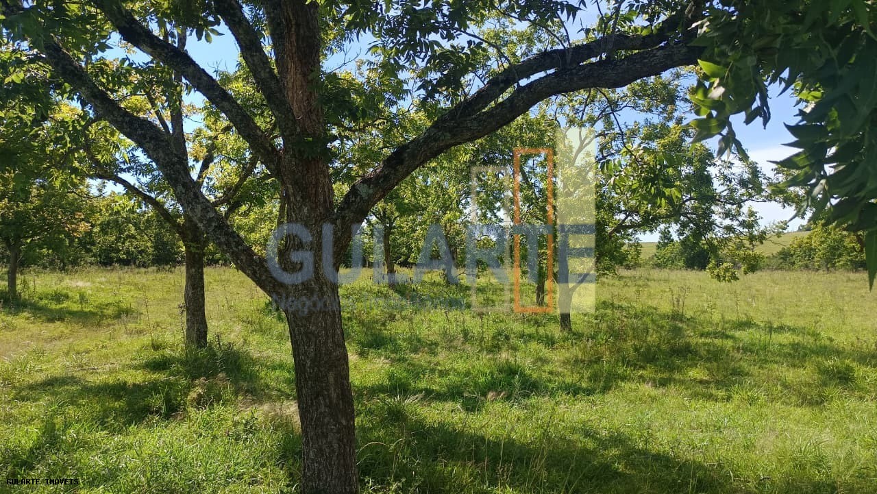 Chácara, 598 hectares - Foto 4