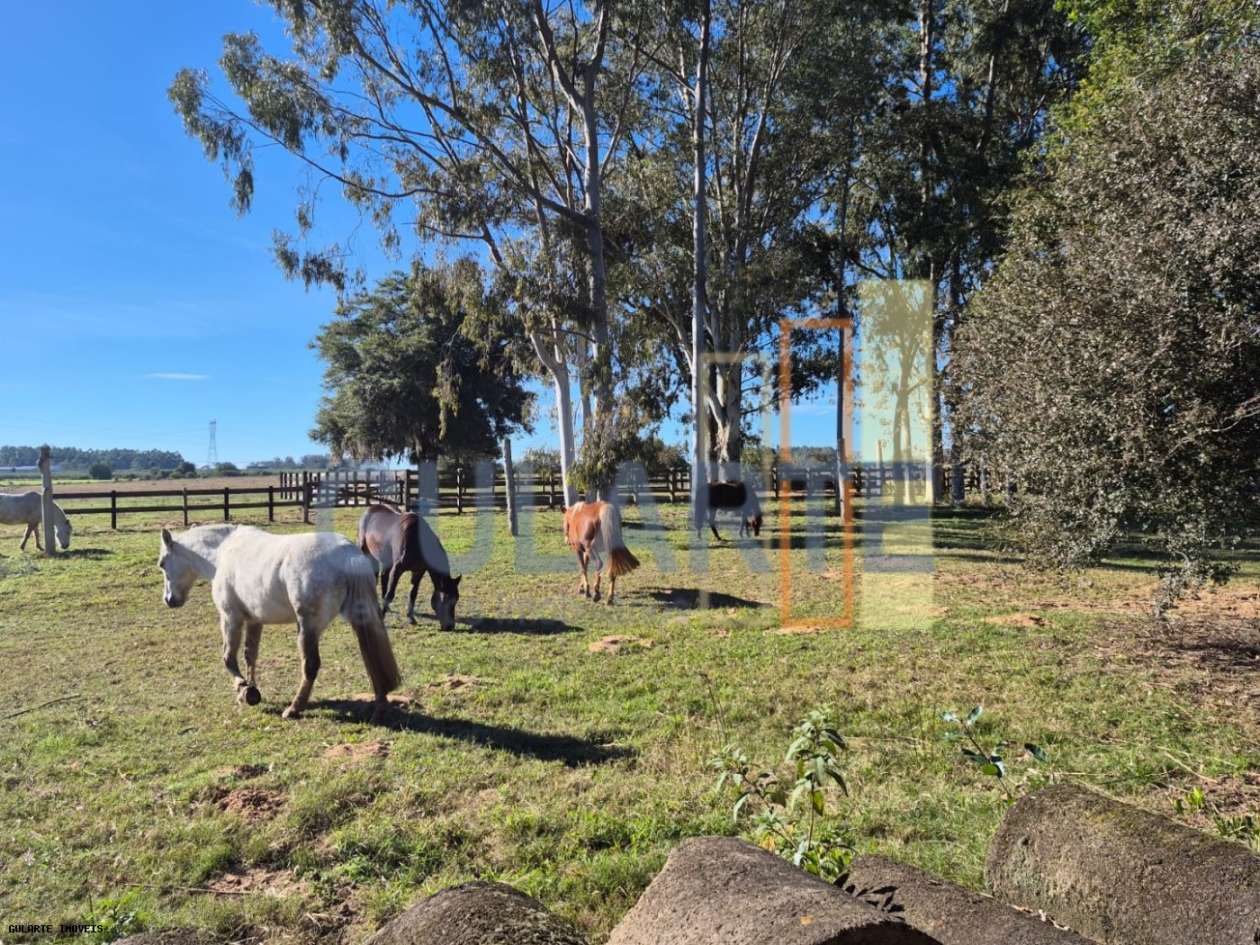 Fazenda, 98 hectares - Foto 3