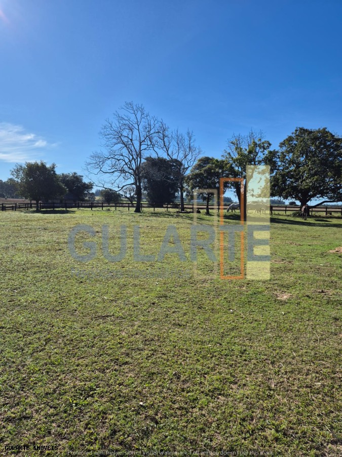 Fazenda, 98 hectares - Foto 6