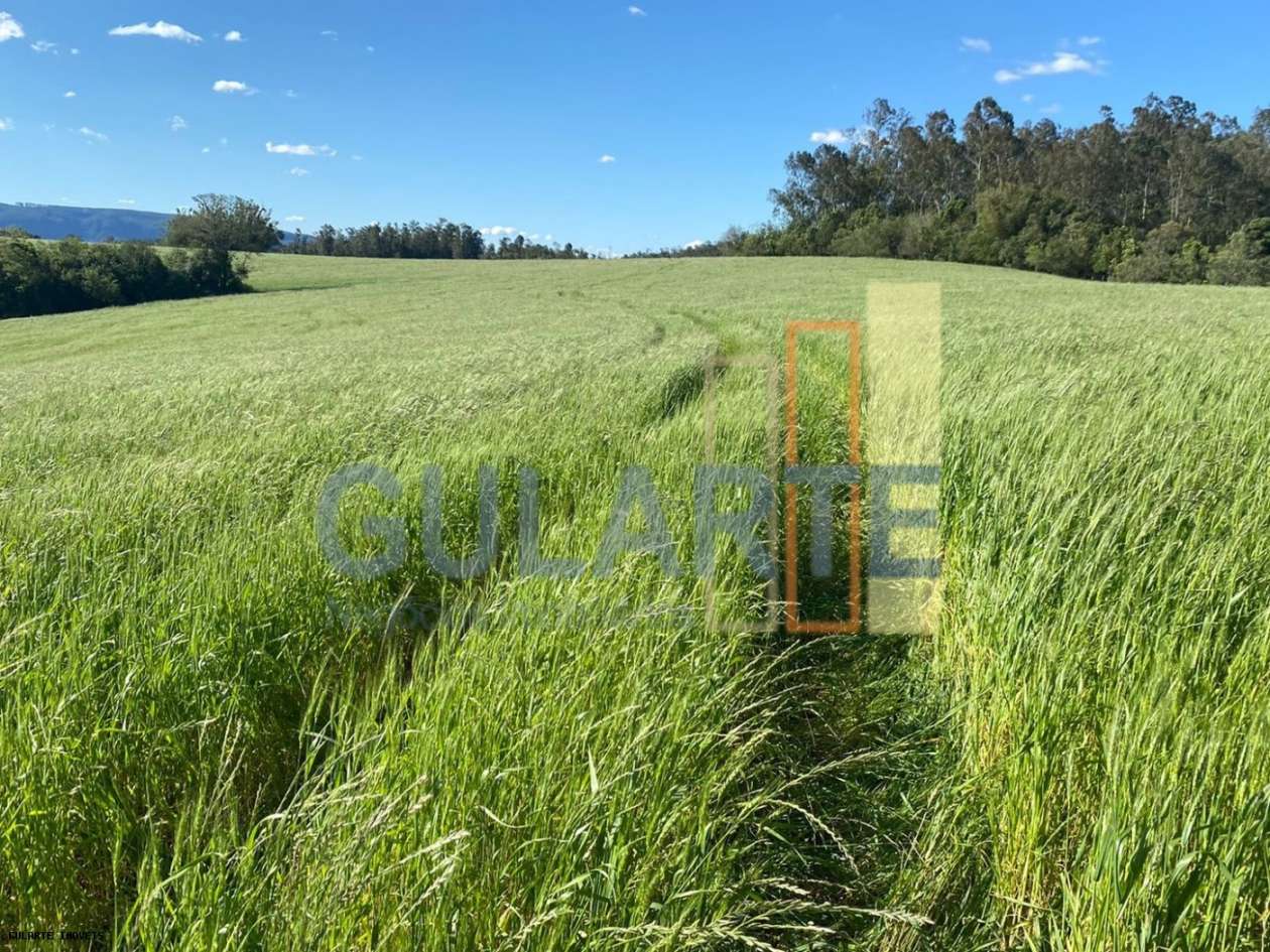 Fazenda, 140 hectares - Foto 11