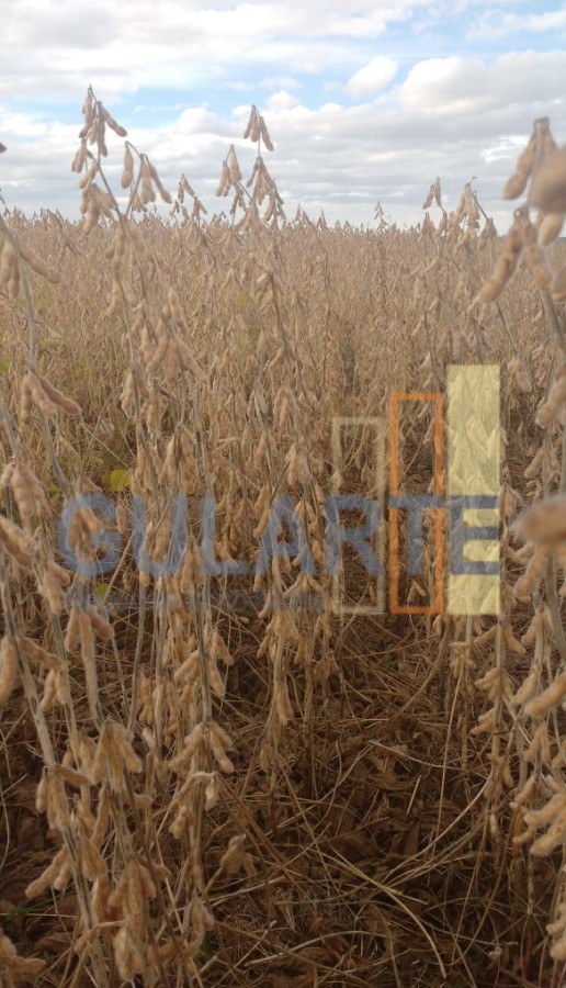 Chácara, 624 hectares - Foto 8