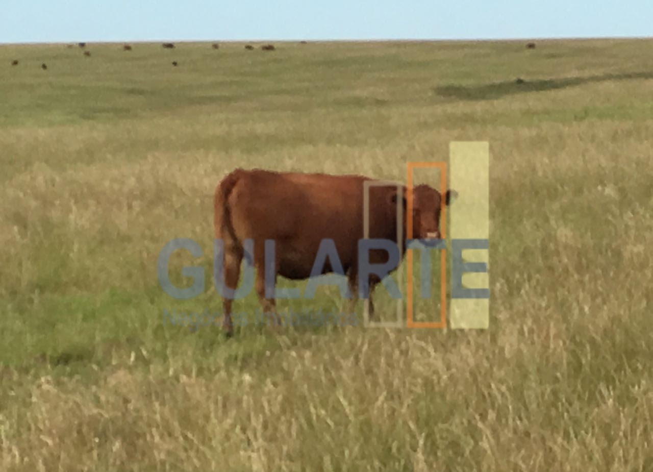 Chácara, 624 hectares - Foto 10