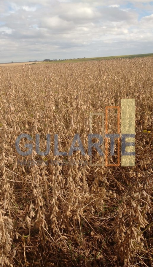 Chácara, 624 hectares - Foto 16