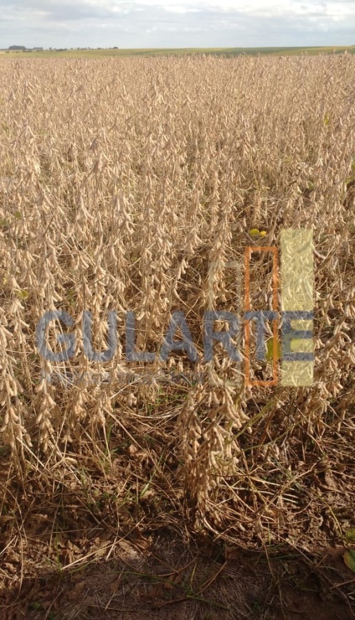 Chácara, 624 hectares - Foto 17