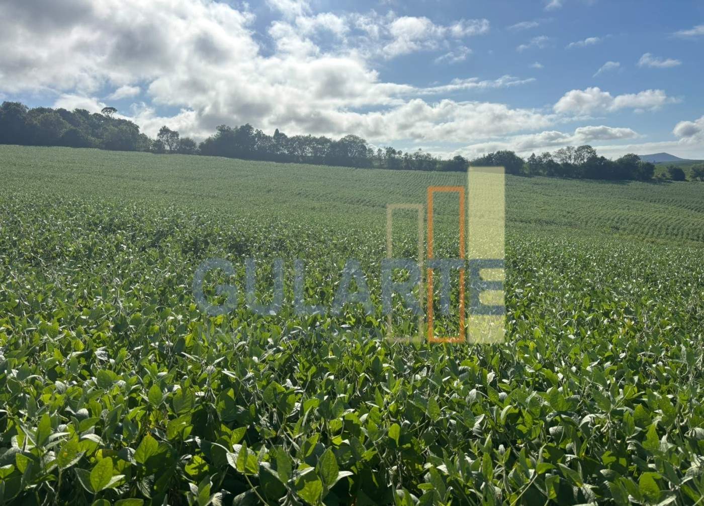 Chácara, 141 hectares - Foto 13