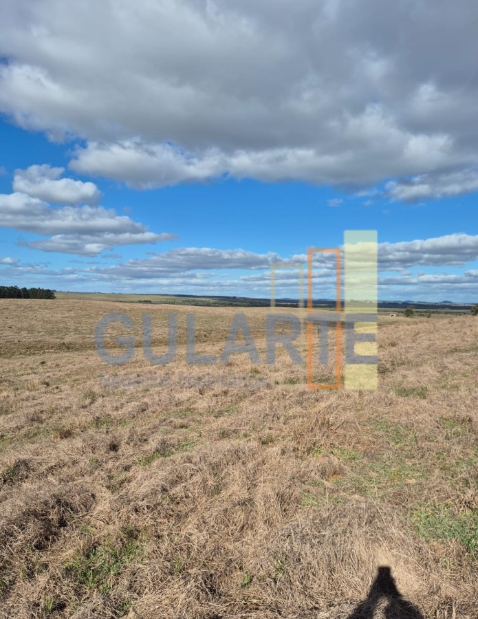Chácara, 124 hectares - Foto 13