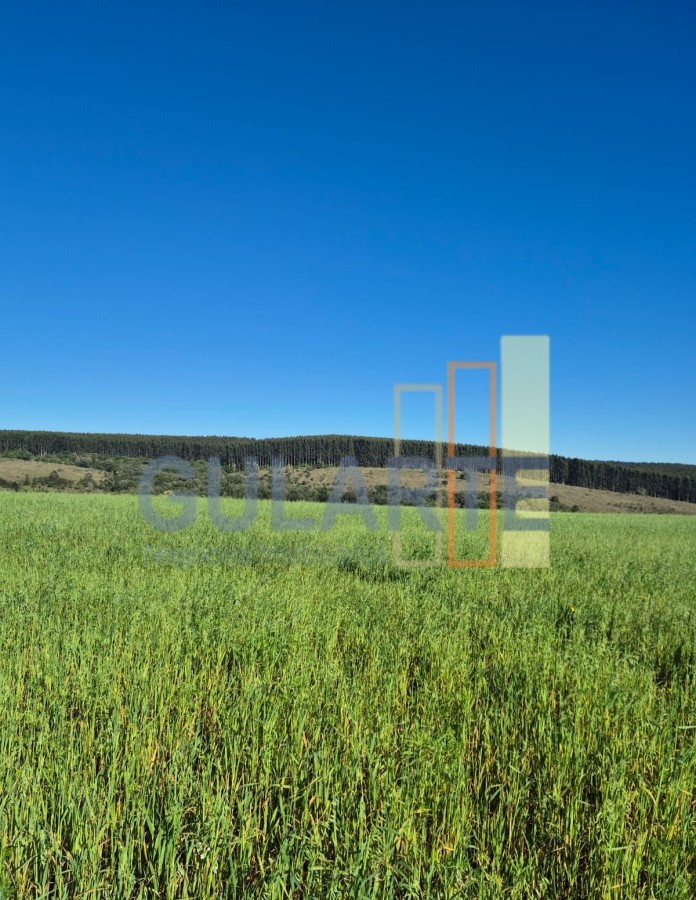 Fazenda, 63 hectares - Foto 16
